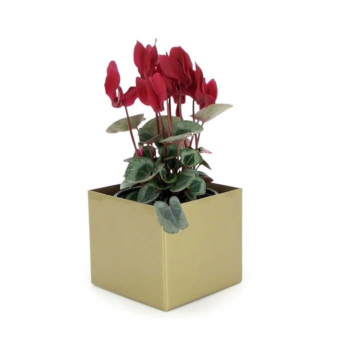Solid Colour Posy Box 13Sqx12Hcm Pk/10 - Gold
