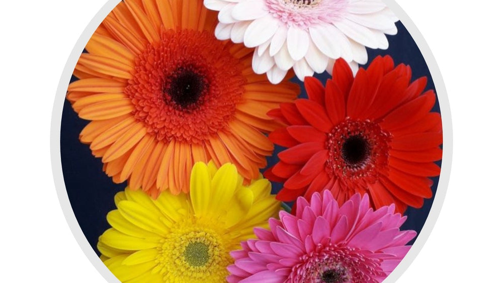 Gerbera Standard Assorted - 5 stems per bunch