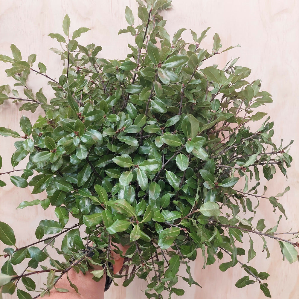 Pittosporum tenufolium foliage ** green lush foliage with smaller leaf