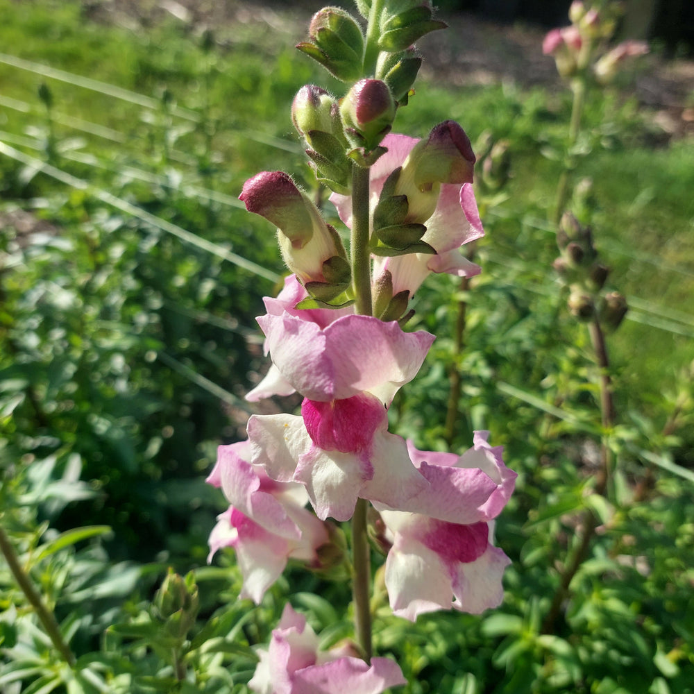 Mixed snapdragon stems