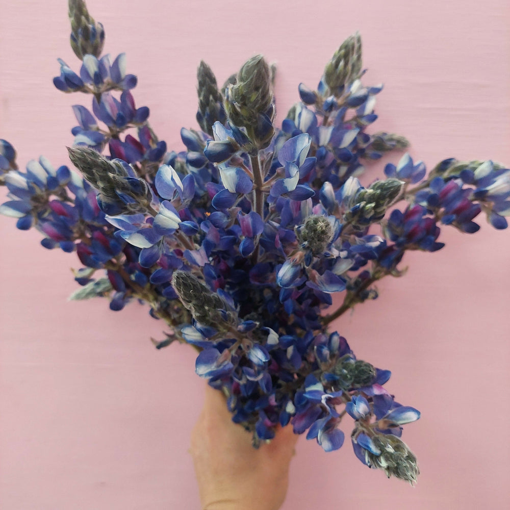 
                      
                        **** Blue Lupin **** fresh stems*******
                      
                    