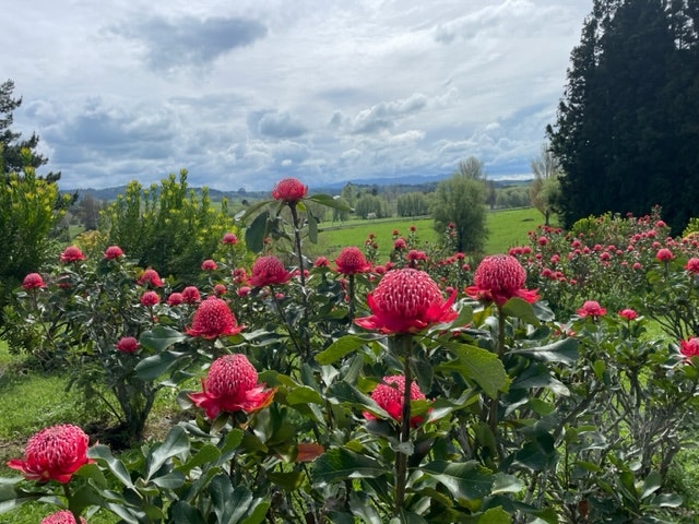 
                      
                        Waratah - Red Embers - LAST WEEK!!!!!
                      
                    