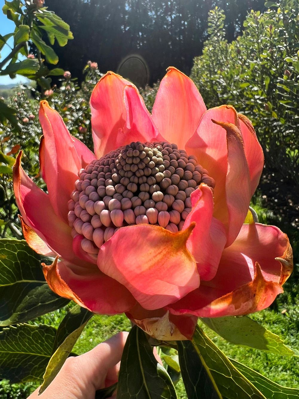 Waratah - Brimstone Blush