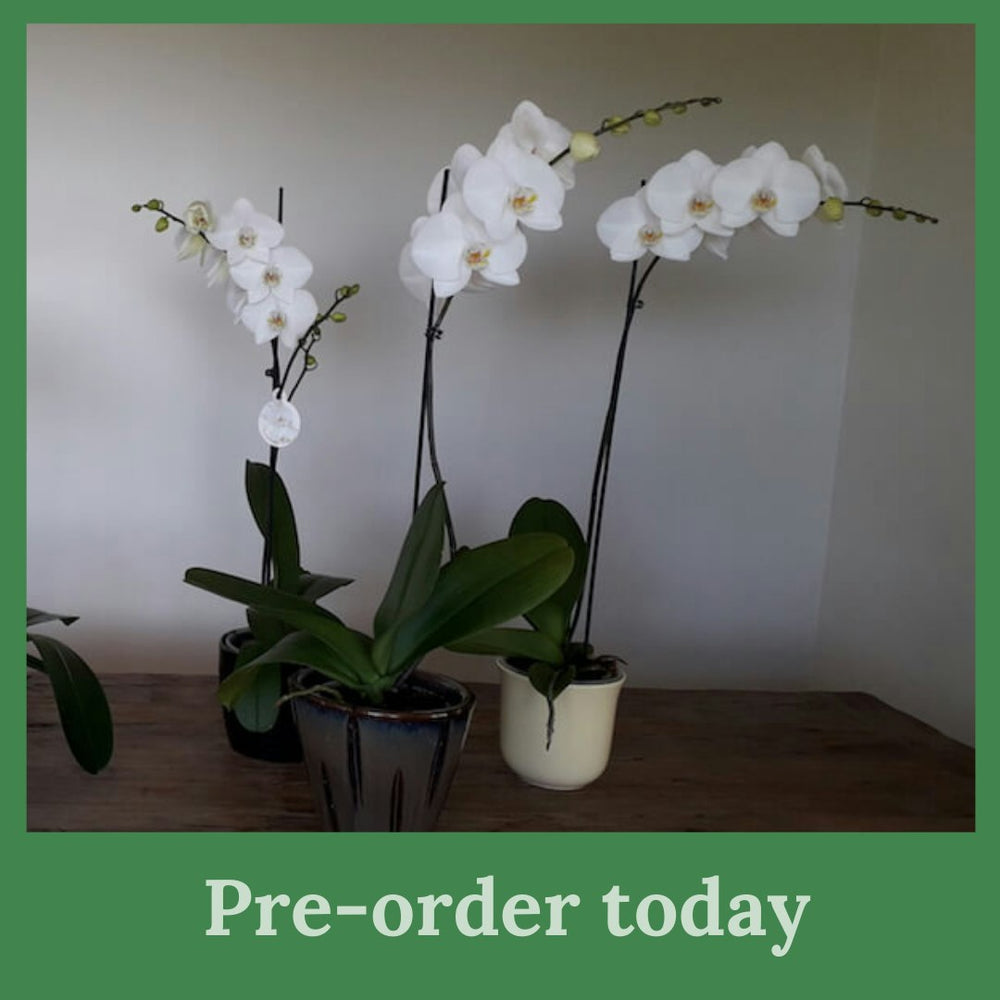 Phalaenopsis Orchid Potted Plant 15cm * A mix of WHITE Double and Single Stems * PREORDER ONLY