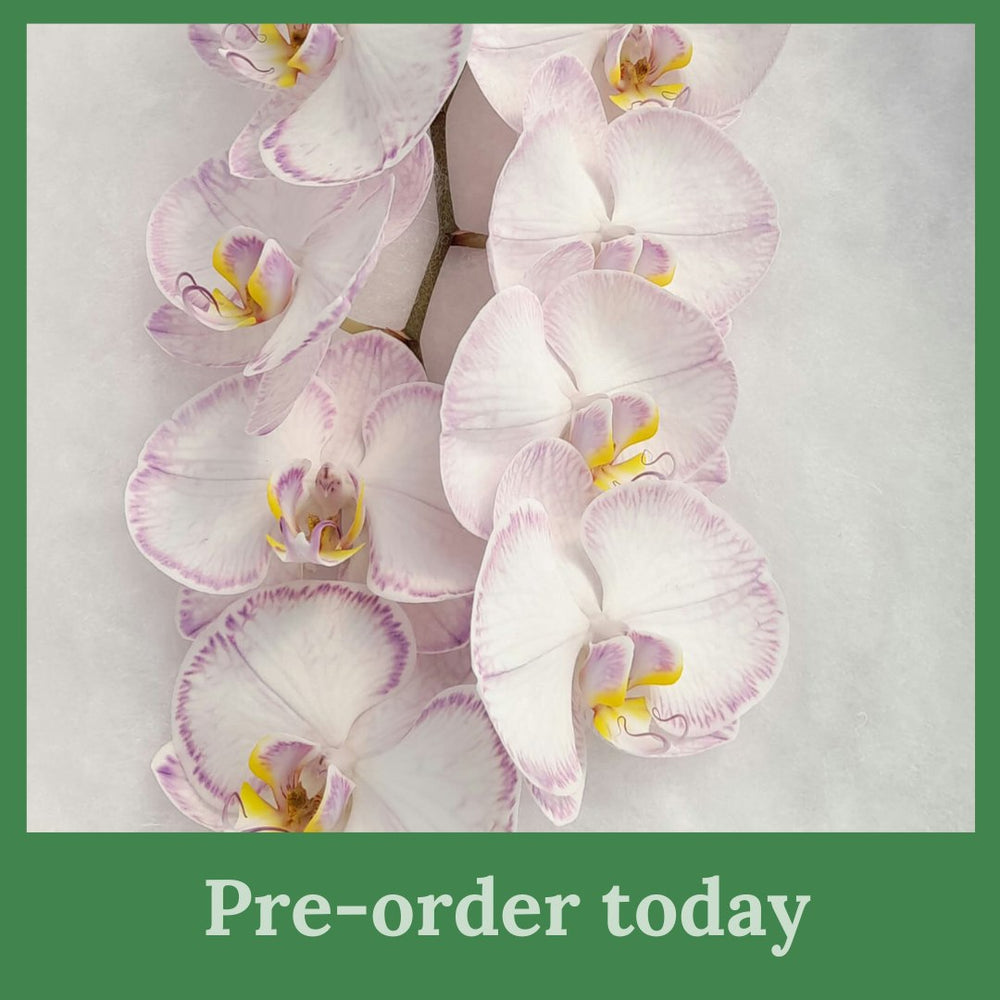 Phalaenopsis Stems Dyed AVAILABLE NOW