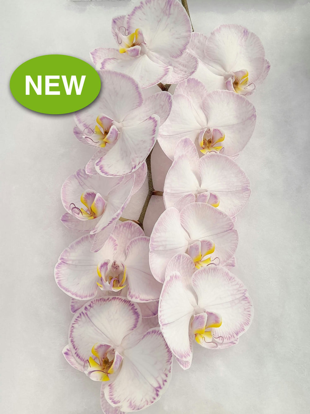 Phalaenopsis Stems Dyed AVAILABLE NOW