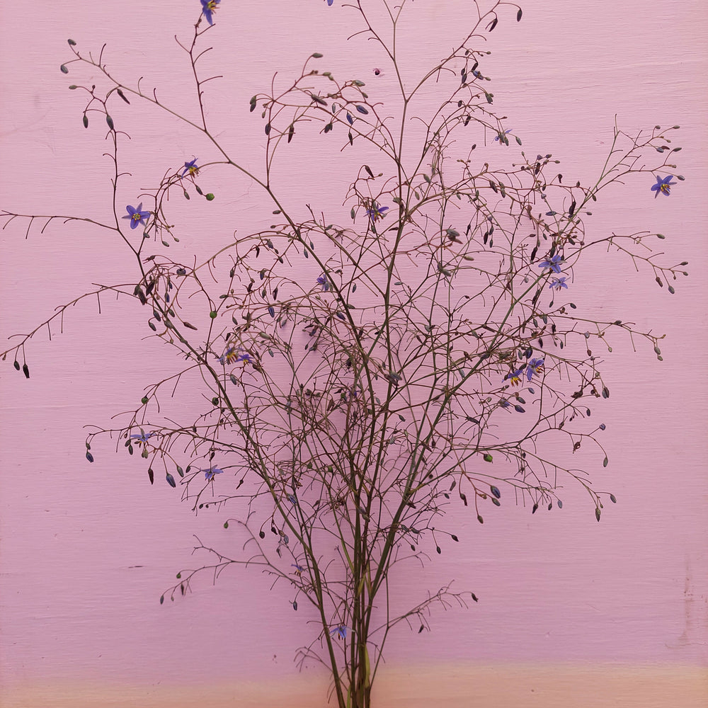 Blue Flax Lilly- Dianella- Great foliage** blue fine flowers