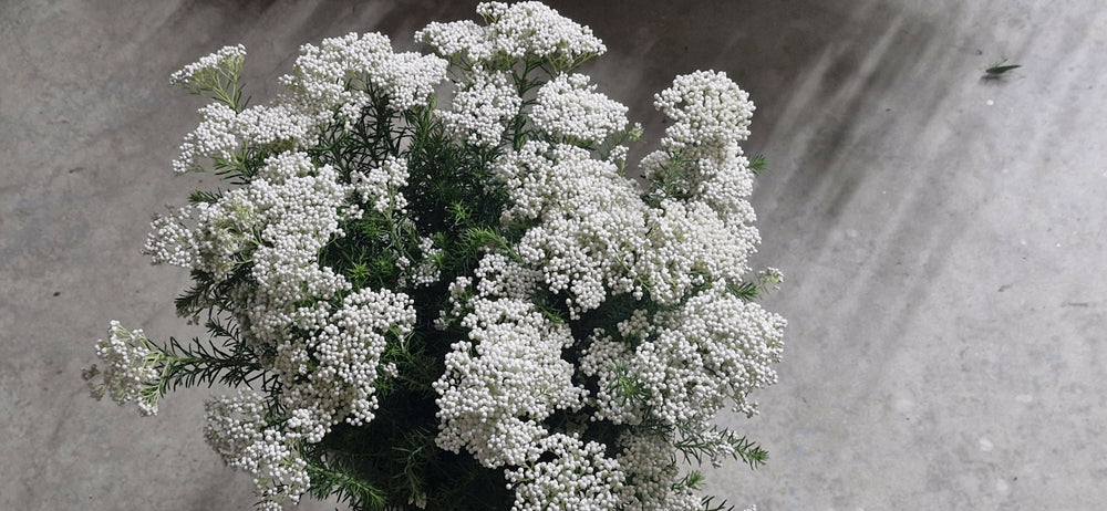 White Riceflower