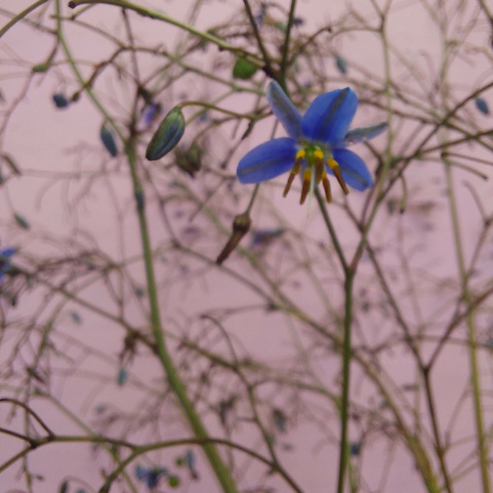 
                      
                        Blue Flax Lilly- Dianella- Great foliage** blue fine flowers
                      
                    