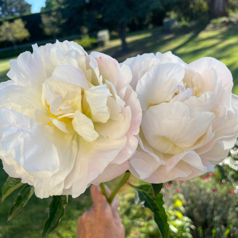 
                      
                        Peony Miss America * sold per stem * box of 50 stems *
                      
                    