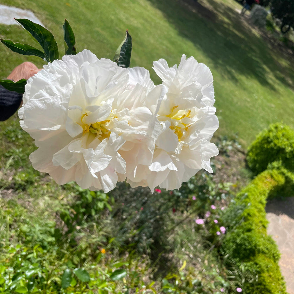 
                      
                        Peony Miss America * sold per stem * box of 50 stems *
                      
                    