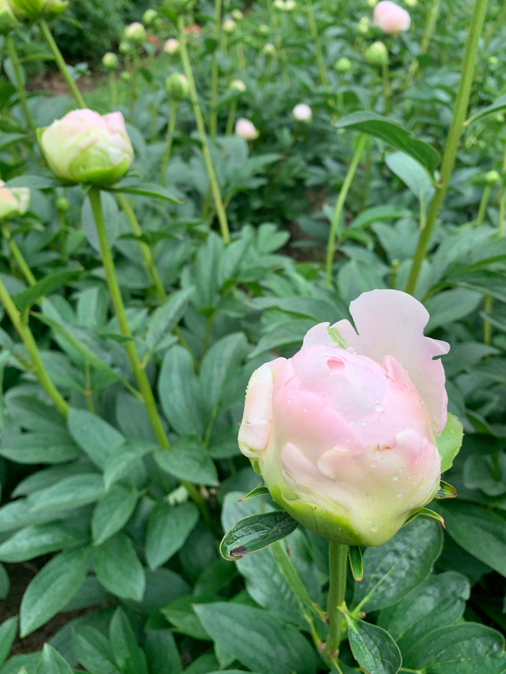 Peony Miss America * sold per stem * box of 50 stems *