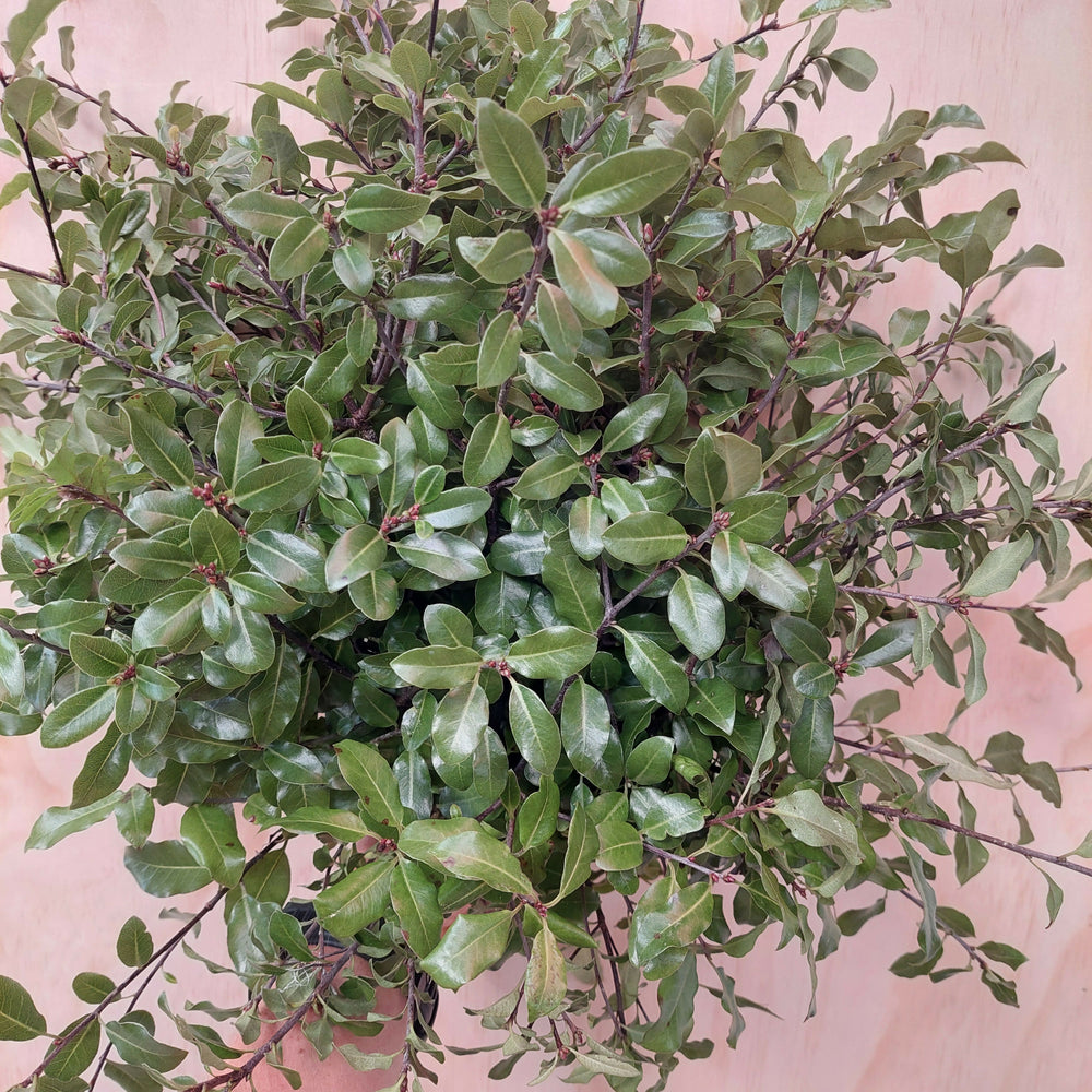 
                      
                        Pittosporum tenufolium foliage ** green lush foliage with smaller leaf
                      
                    