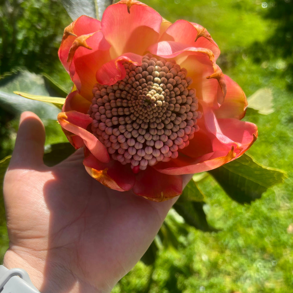
                      
                        Waratah - Brimstone Blush
                      
                    