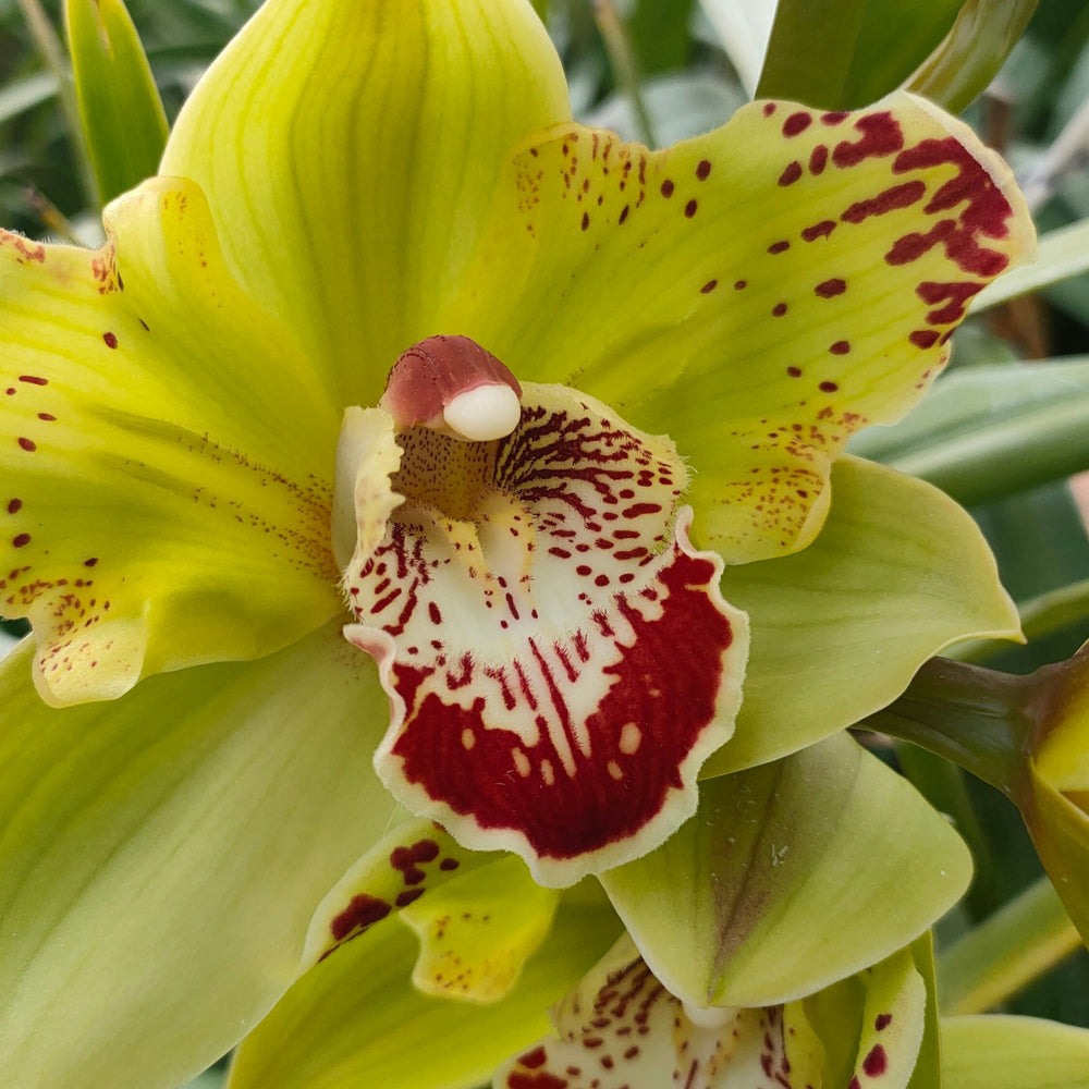 Cymbidium # 12 stem Cherokee green peloric Orchids