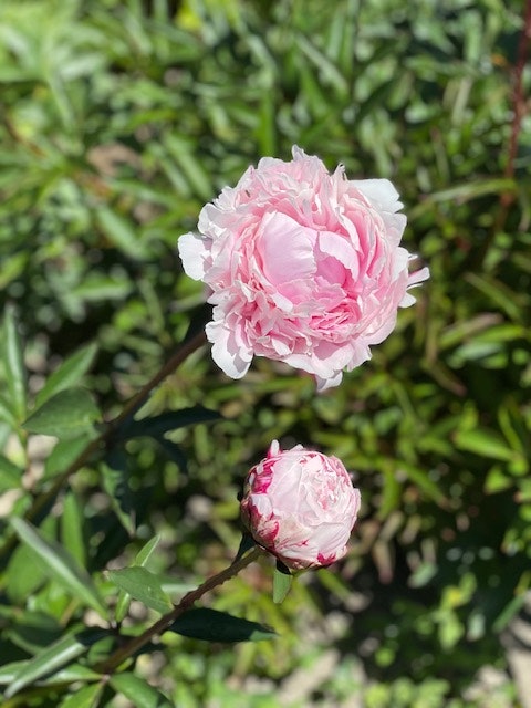 
                      
                        Peony Double Sarah Bernhardt sold per stem * box of 50 stems * North Island buyers - FREIGHT INCLUDED
                      
                    