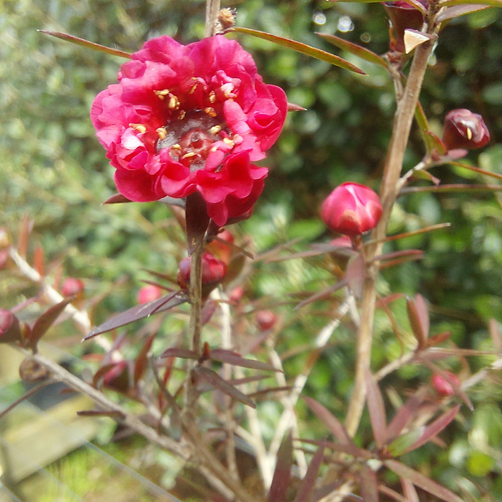 
                      
                        Leptospermum Crimson Glory- Tea Tree
                      
                    