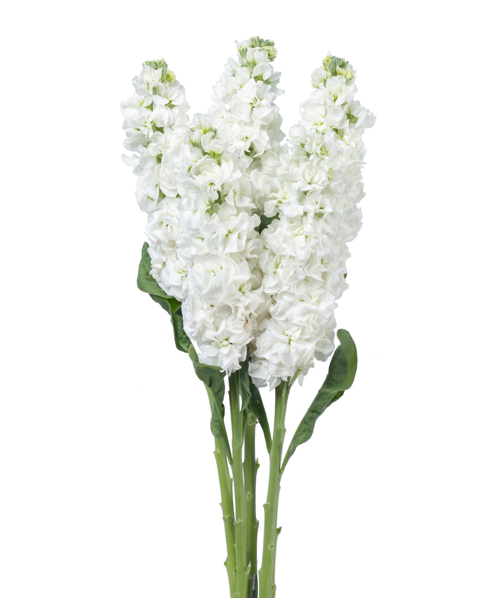 Stock (Matthiola) Double Column * White * Bu 5 * 60-69cm