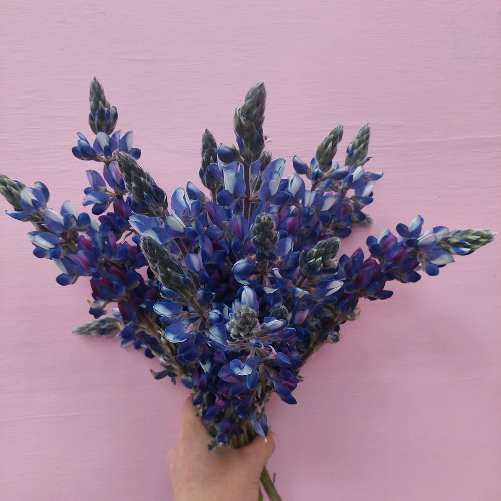 
                      
                        **** Blue Lupin **** fresh stems*******
                      
                    