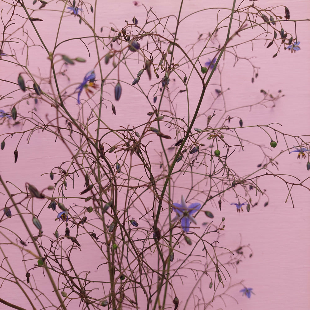 
                      
                        Blue Flax Lilly- Dianella- Great foliage** blue fine flowers
                      
                    