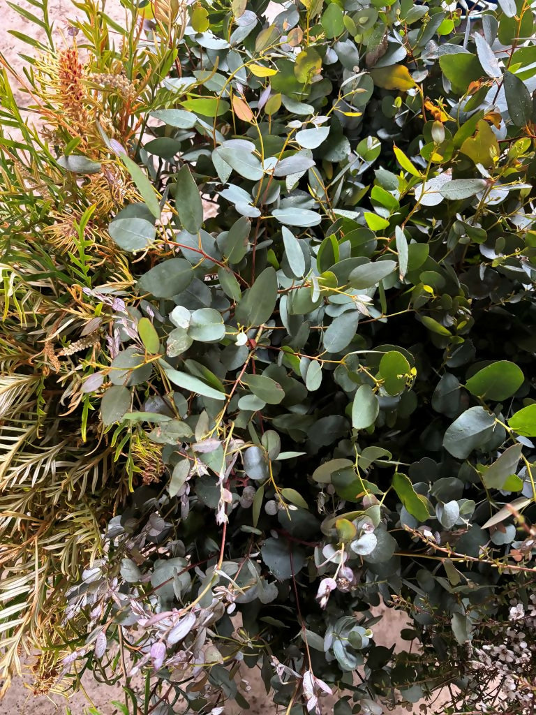 Foliage 1 Resized