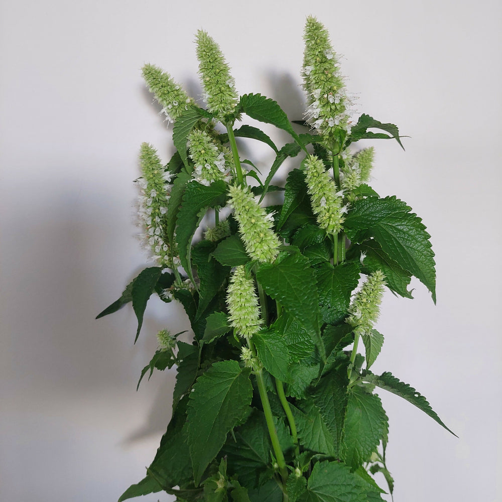 
                      
                        White Anise stems **** 10 bunch Long stems** Great aroma and colour
                      
                    
