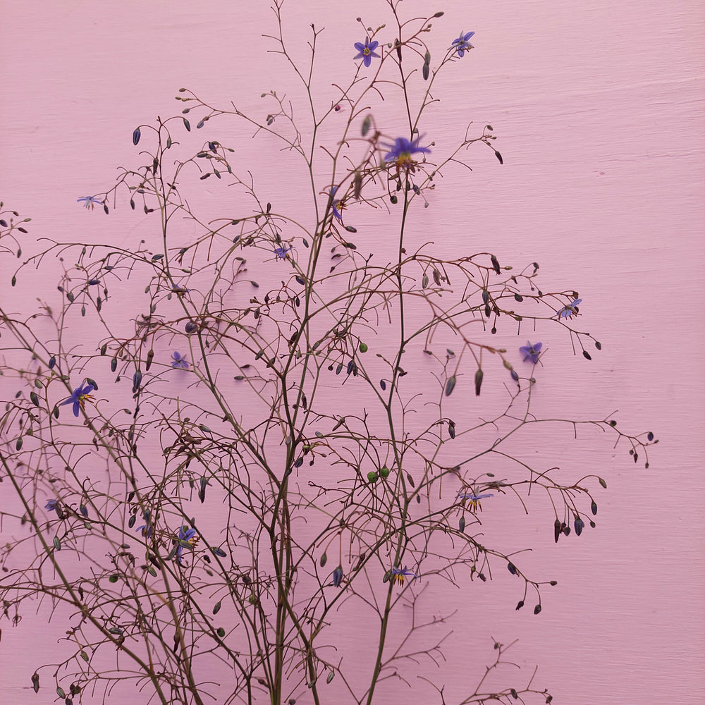 
                      
                        Blue Flax Lilly- Dianella- Great foliage** blue fine flowers
                      
                    