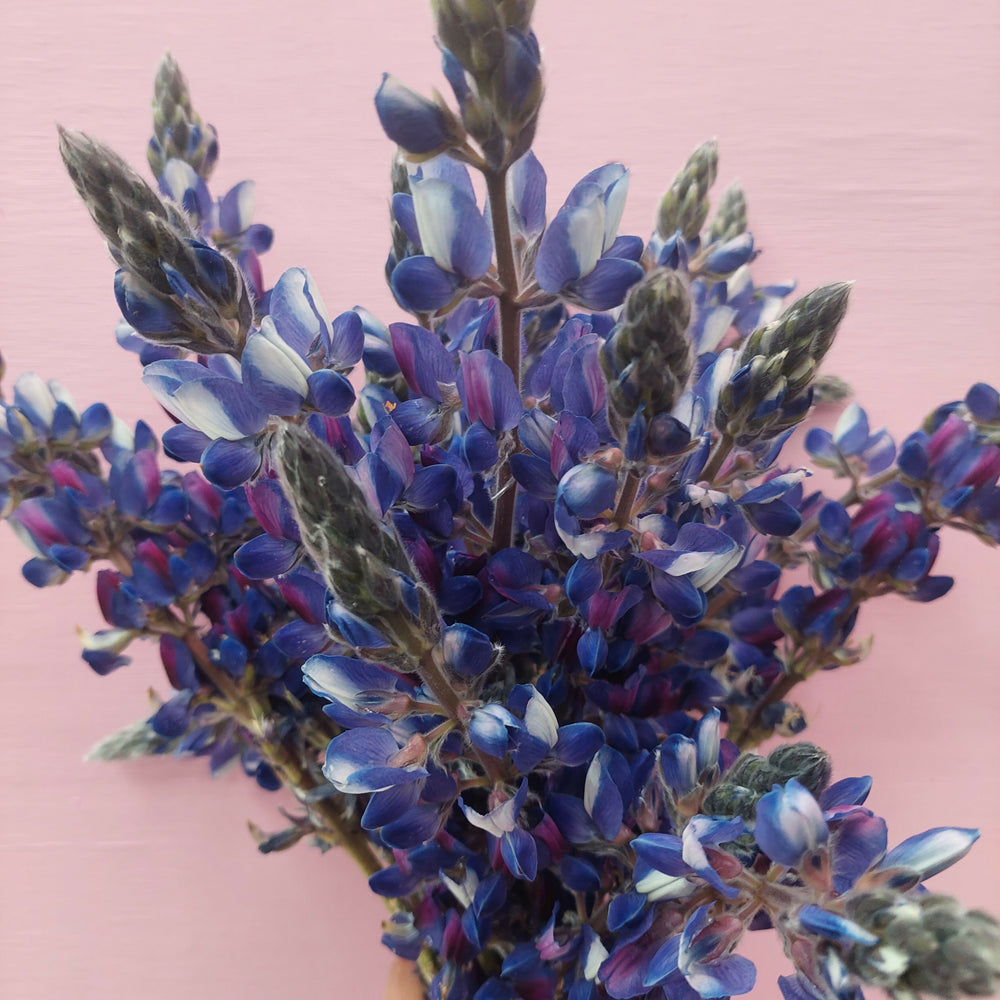 **** Blue Lupin **** fresh stems*******