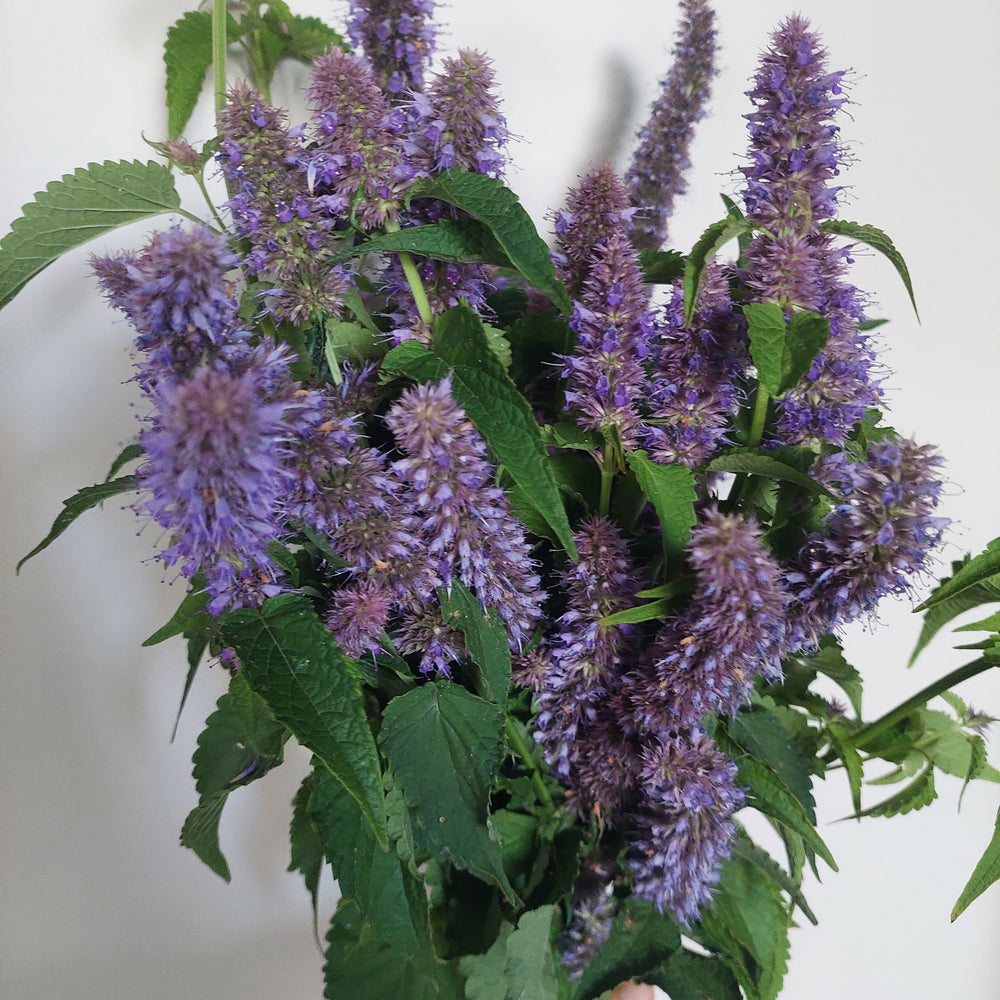 Purple Anise stems **** 10 bunch Long stems** Great aroma and colour
