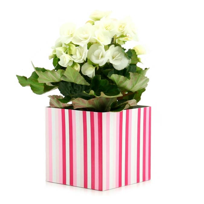 Multi Stripe Posy Box 16Sqx16Hcm Pk/10 - Hot Pink