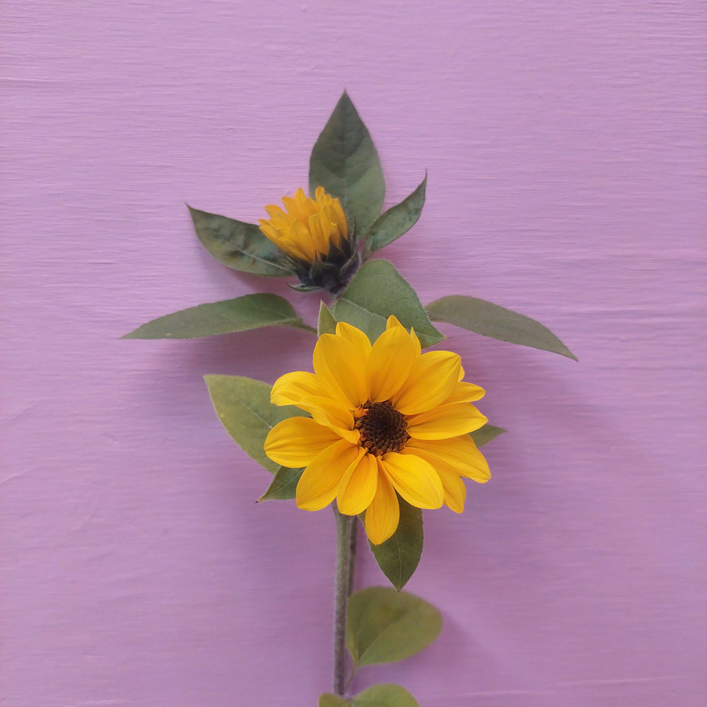 ****Sunflower fresh stems** Yellow*** thinner stems