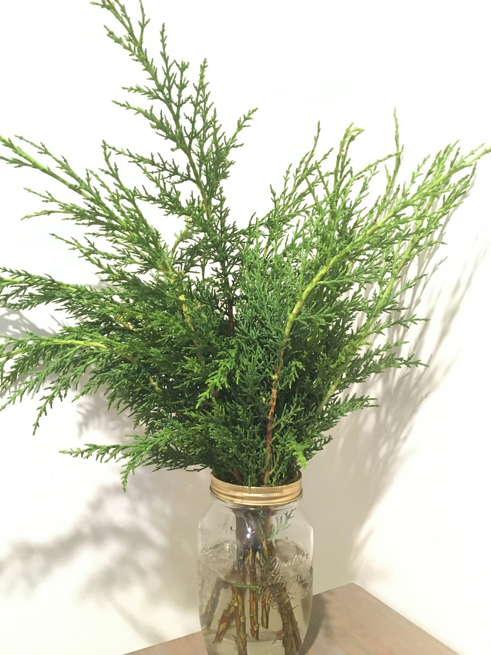 Conifer (Cypress) - 10 bunches