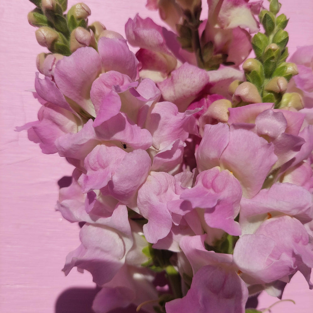 
                      
                        Mixed snapdragon stems
                      
                    