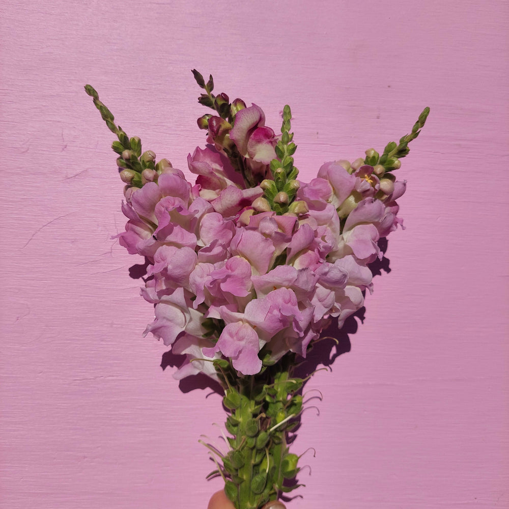 
                      
                        Mixed snapdragon stems
                      
                    