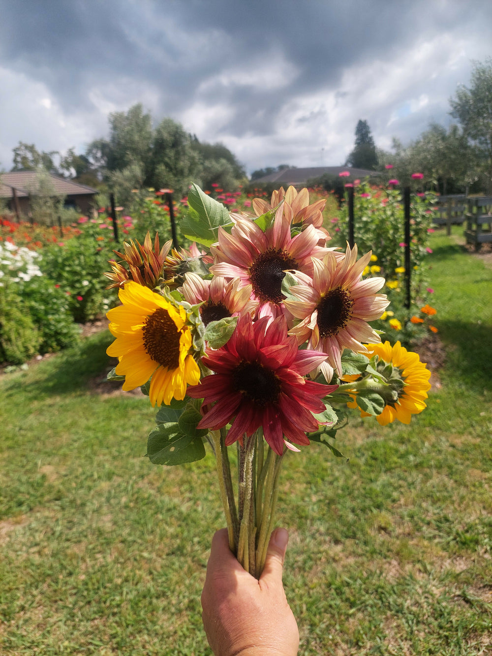 ****Sunflower fresh stems** Procut Series Yellow and PLum