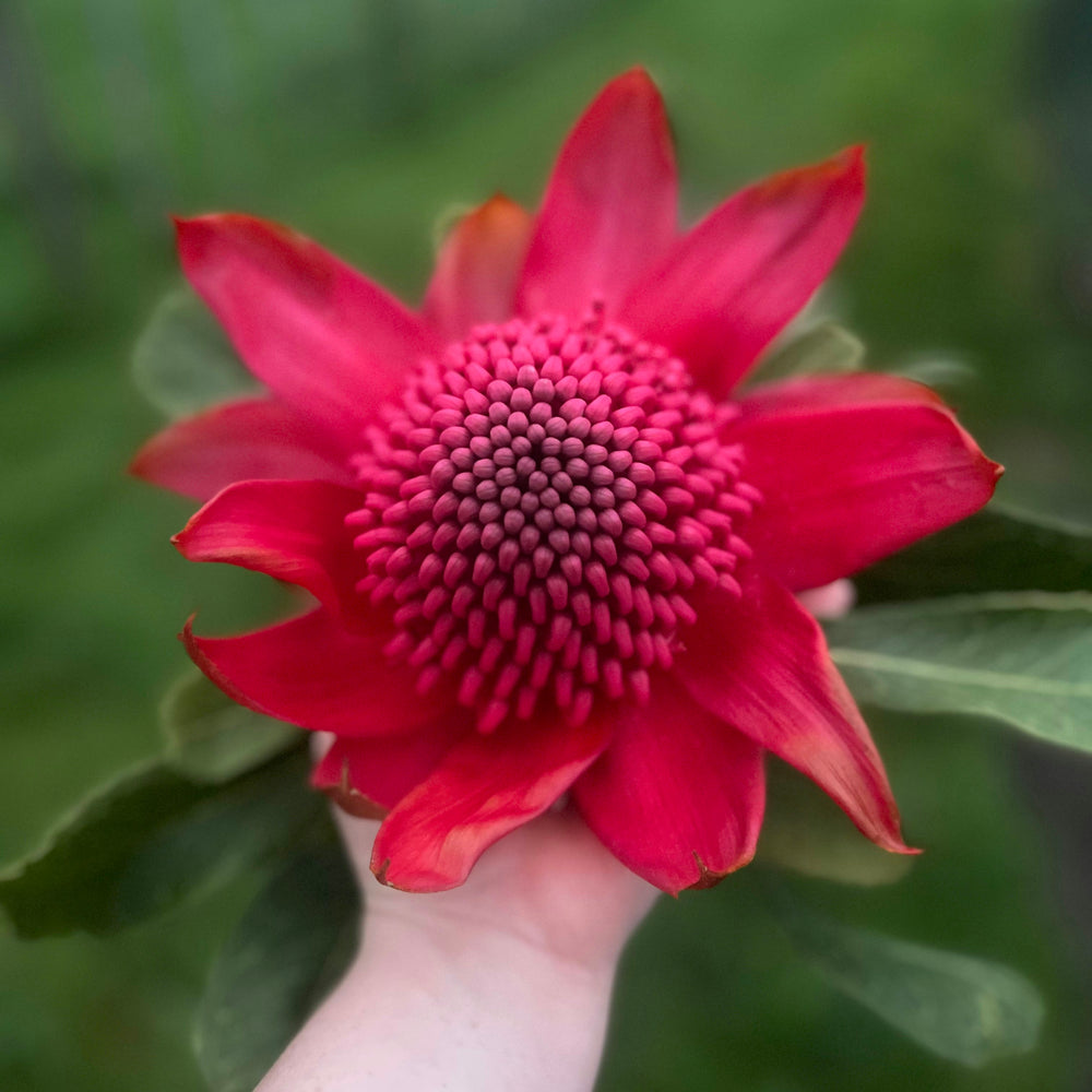 
                      
                        Waratah - Red Embers - LAST WEEK!!!!!
                      
                    