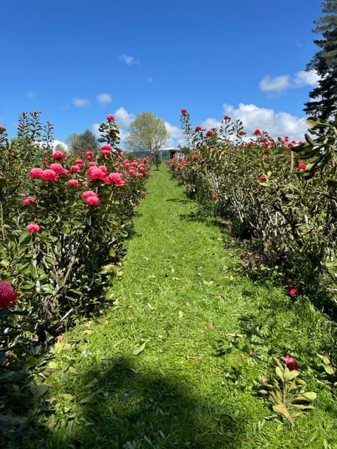 
                      
                        Waratah - Red Embers - LAST WEEK!!!!!
                      
                    