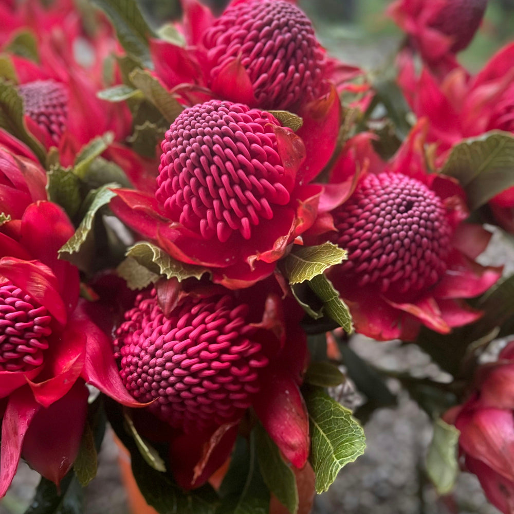 
                      
                        Waratah - Red Embers - LAST WEEK!!!!!
                      
                    