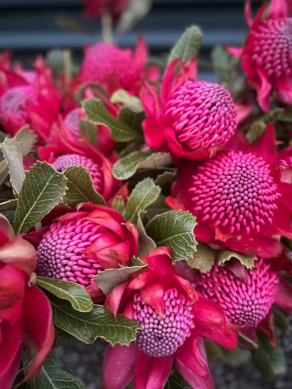 Waratah - Red Embers - LAST WEEK!!!!!