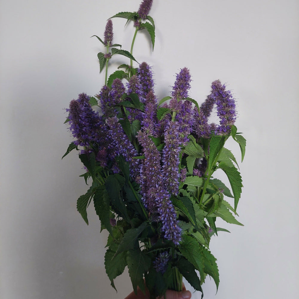 
                      
                        Purple Anise stems **** 10 bunch Long stems** Great aroma and colour
                      
                    