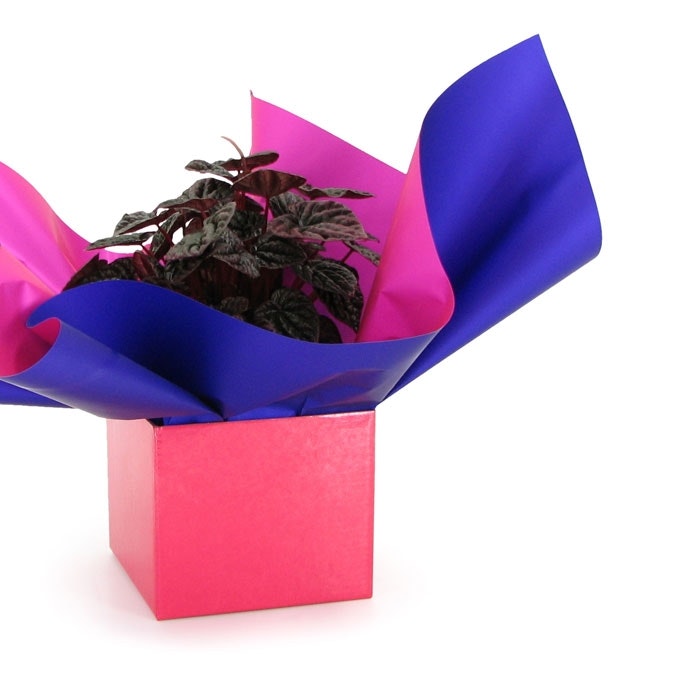 Solid Colour Posy Box 13Sqx12Hcm Pk/10 - Hot Pink