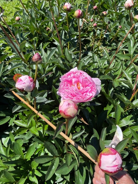 
                      
                        Peony Double Sarah Bernhardt sold per stem * box of 50 stems * North Island buyers - FREIGHT INCLUDED
                      
                    