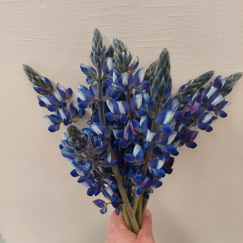 
                      
                        **** Blue Lupin **** fresh stems*******
                      
                    
