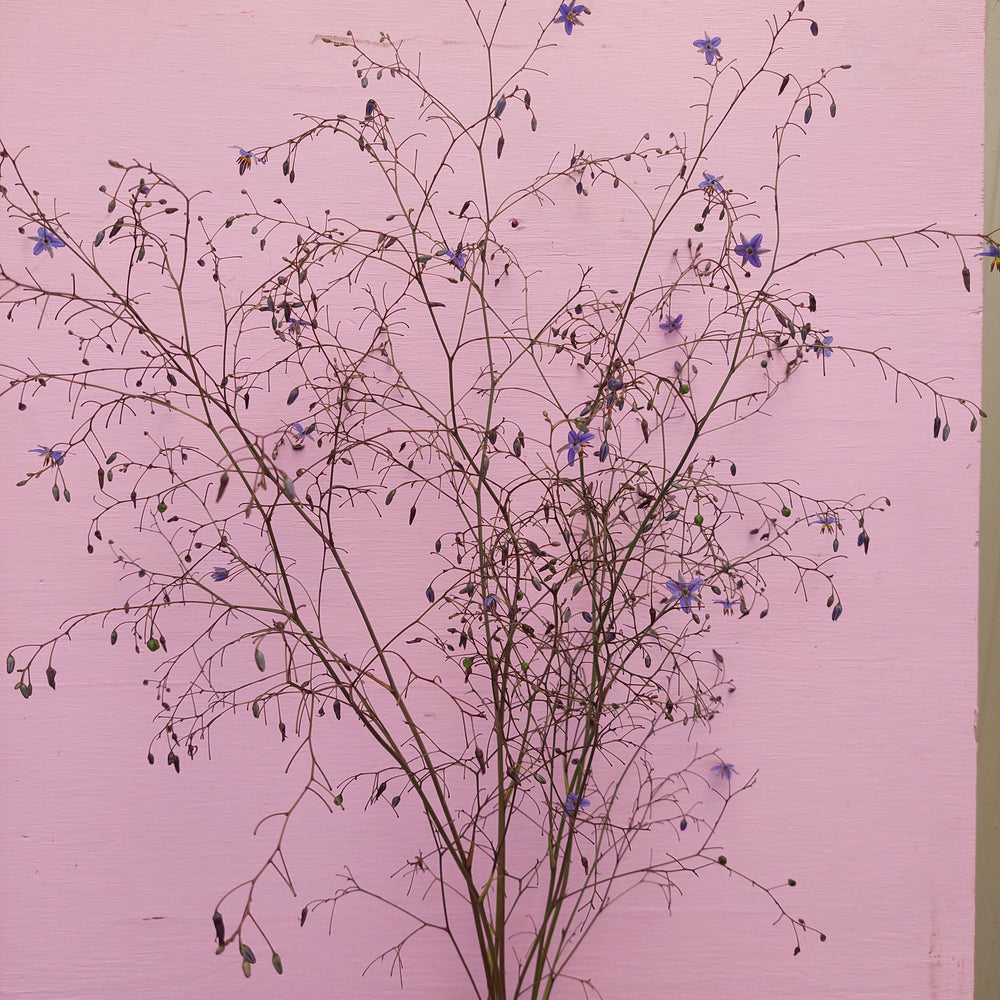 
                      
                        Blue Flax Lilly- Dianella- Great foliage** blue fine flowers
                      
                    