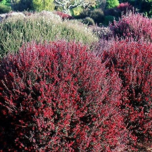 Leptospermum Crimson Glory- Tea Tree