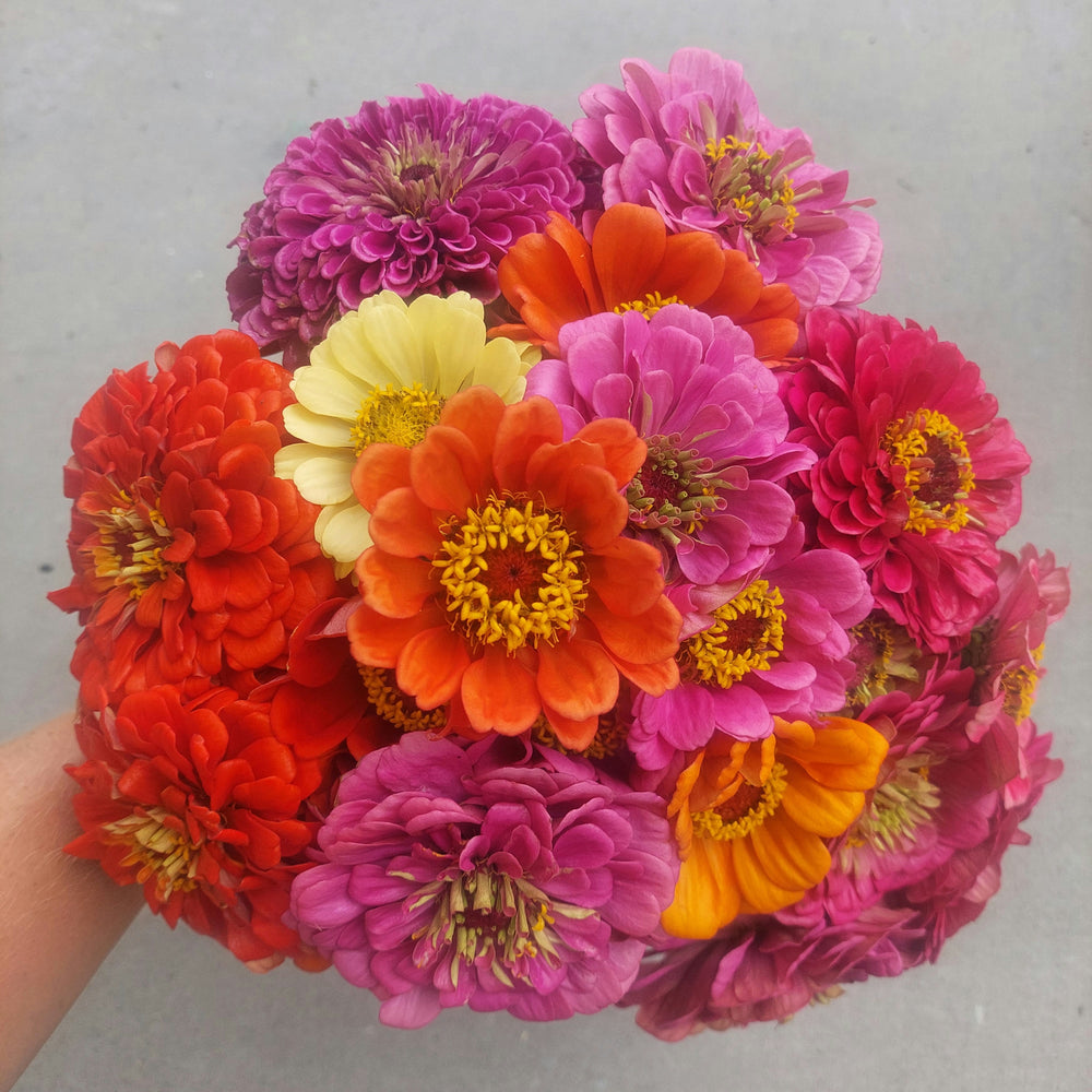 
                      
                        Zinnia stems**** stunning bright mix of colours***Spray free***
                      
                    