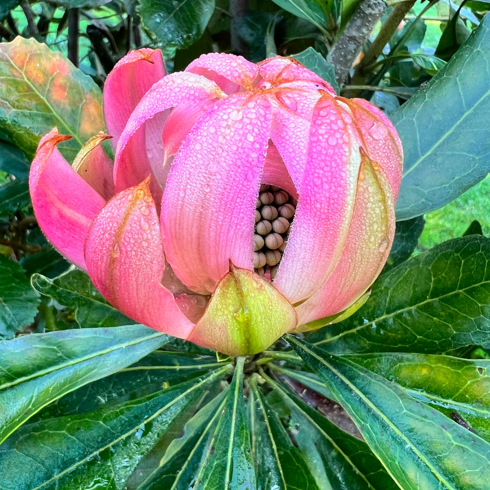 
                      
                        Waratah - Brimstone Blush
                      
                    