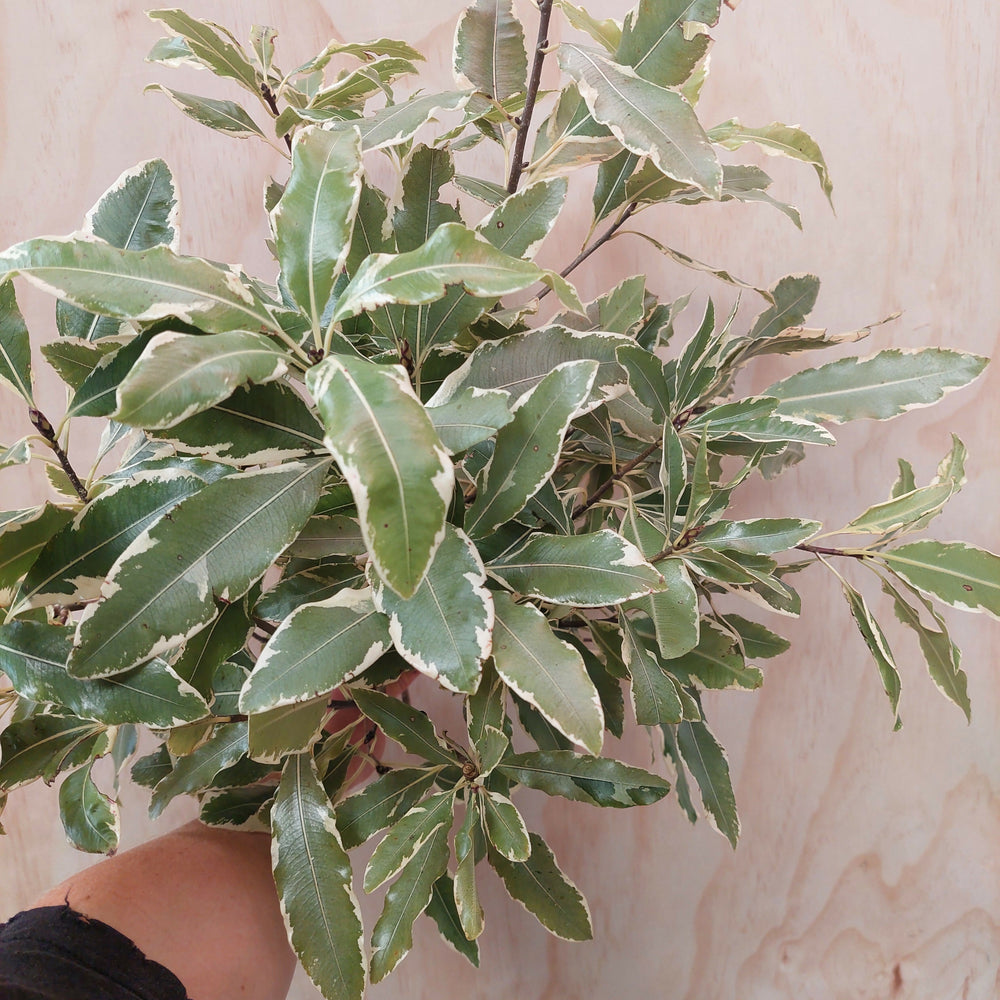 Lemonwood pittosporum foliage ** light green marbled ush foliage with smaller leaf