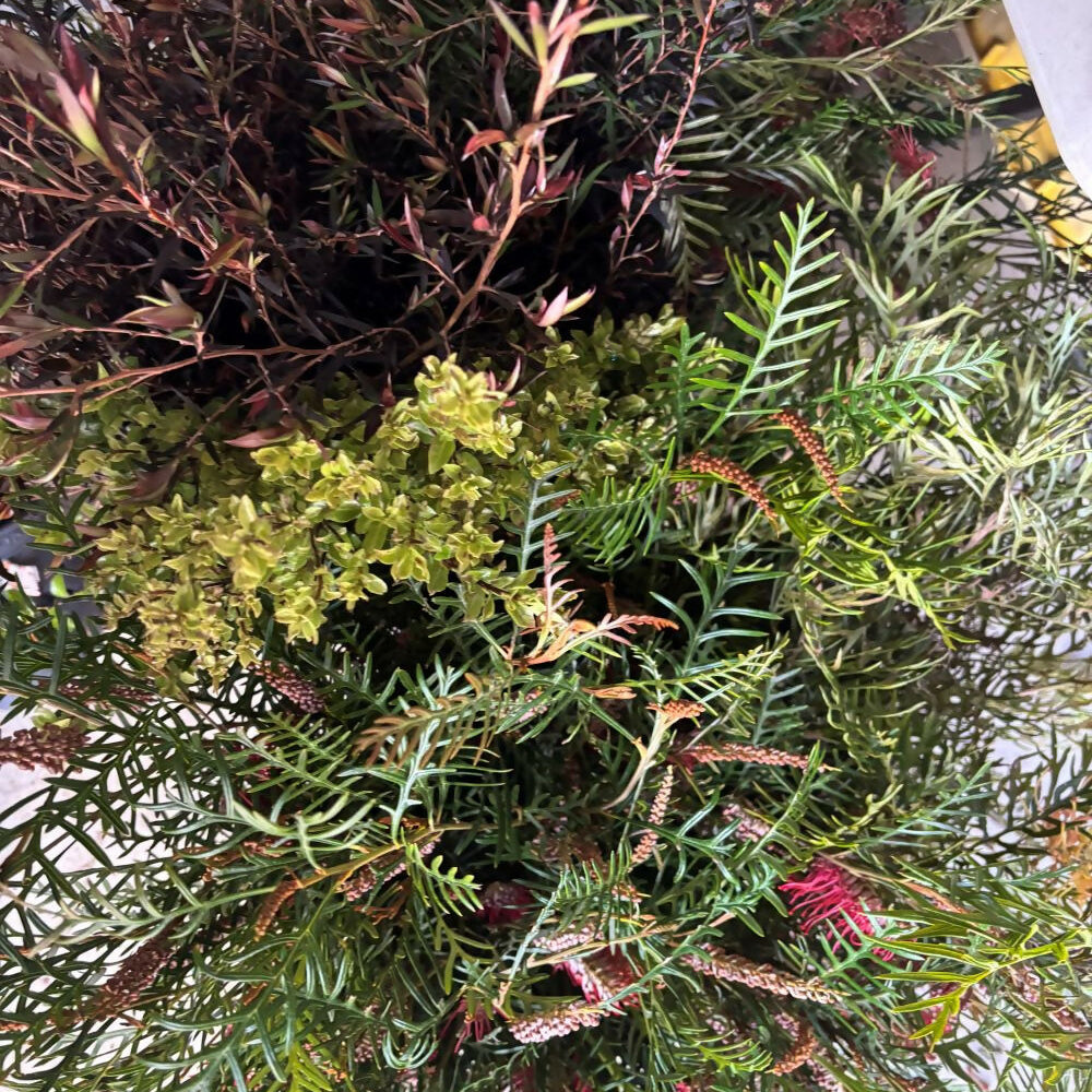 
                      
                        Large Mixed Foliage box 12 bunches* Growers choice
                      
                    